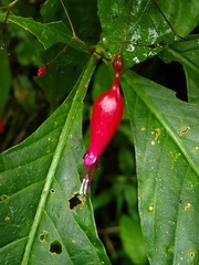 Stenostephanus haematodes