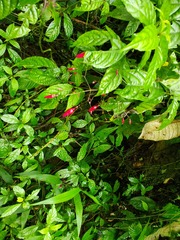 Stenostephanus haematodes