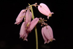 Dicentra formosa formosa