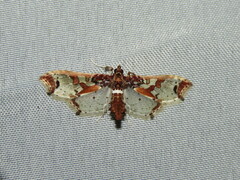 Neoleucinodes imperialis