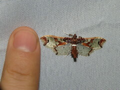 Neoleucinodes imperialis