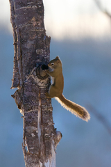 Tamiasciurus hudsonicus