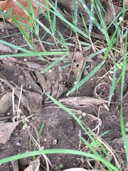 Euodynerus foraminatus