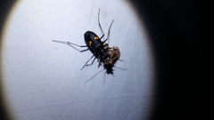 Oxycheila tristis