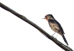 Knipolegus nigerrimus