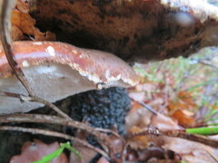 Fomitopsis betulina