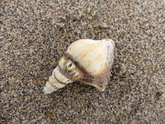 Arrhoges occidentalis