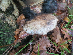 Fomitopsis betulina
