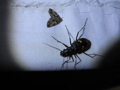 Oxycheila tristis
