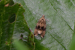 Syricoris lacunana
