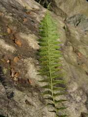 Polystichum tripteron