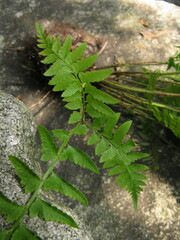Polystichum tripteron