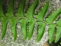 Polystichum tripteron
