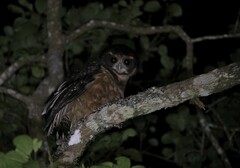 Pulsatrix koeniswaldiana