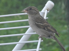 Passer domesticus
