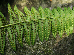 Polystichum tripteron