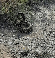 Crotalus molossus molossus