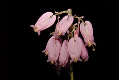 Dicentra formosa formosa