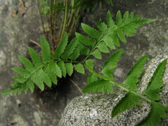 Polystichum tripteron