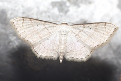 Ptychamalia perlata