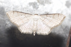 Ptychamalia perlata