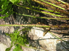 Polystichum tripteron