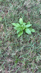 Dysphania ambrosioides