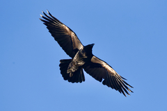 Corvus corax