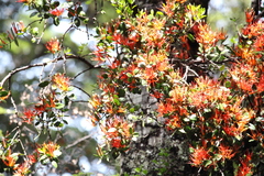 Peraxilla tetrapetala