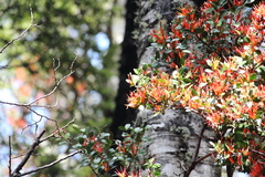 Peraxilla tetrapetala