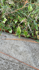 Tradescantia fluminensis