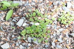 Oxalis magellanica