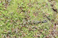 Acaena inermis