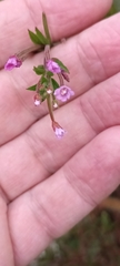 Epilobium tetragonum