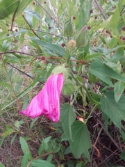 Hibiscus striatus