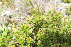 Gaultheria crassa