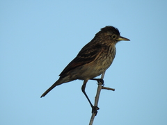 Hymenops perspicillatus