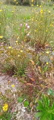 Epilobium tetragonum