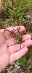 Epilobium tetragonum