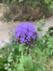 Conoclinium coelestinum