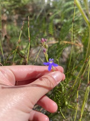 Lobelia gibbosa