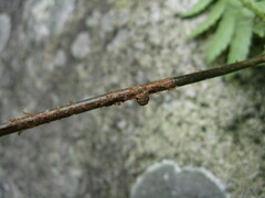 Polystichum tripteron