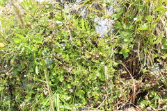 Azorella pallida