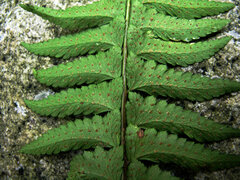 Polystichum tripteron