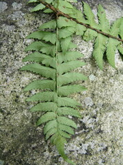 Polystichum tripteron