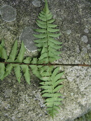 Polystichum tripteron