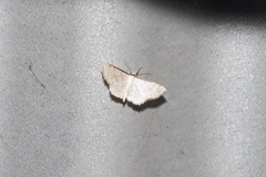 Ptychamalia perlata
