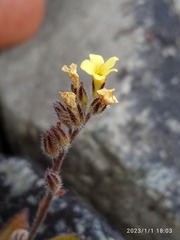 Myosotis australis