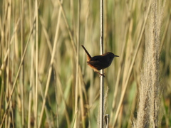 Cistothorus platensis