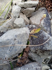 Myosotis australis